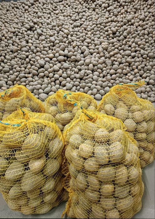 Ziemniaki jadalne Vineta Gala Bellarosa