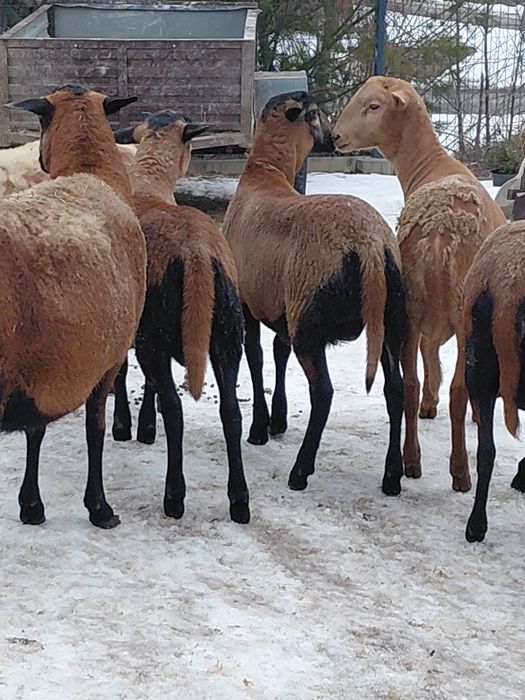 Sprzedam Tryki Barbados 5-cio miesięczne.