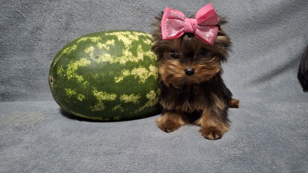 Йоркширский терьер щенки мини