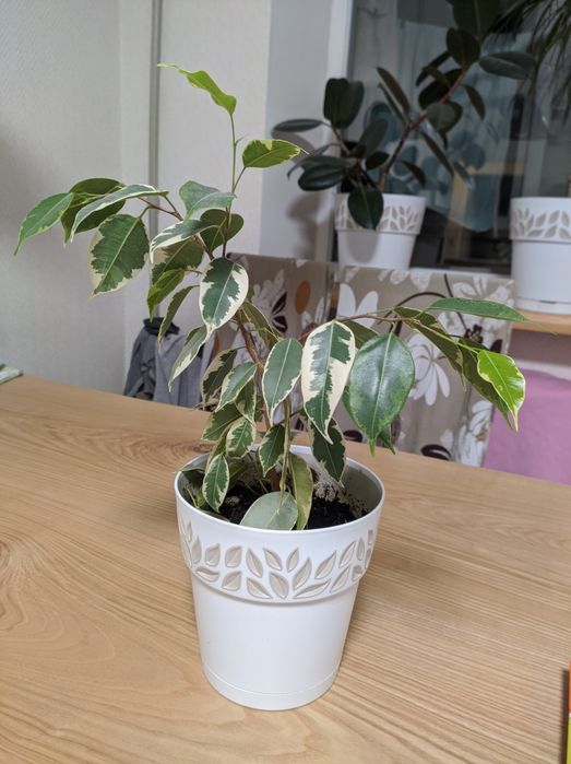 Фікус Бенджаміна, фикус