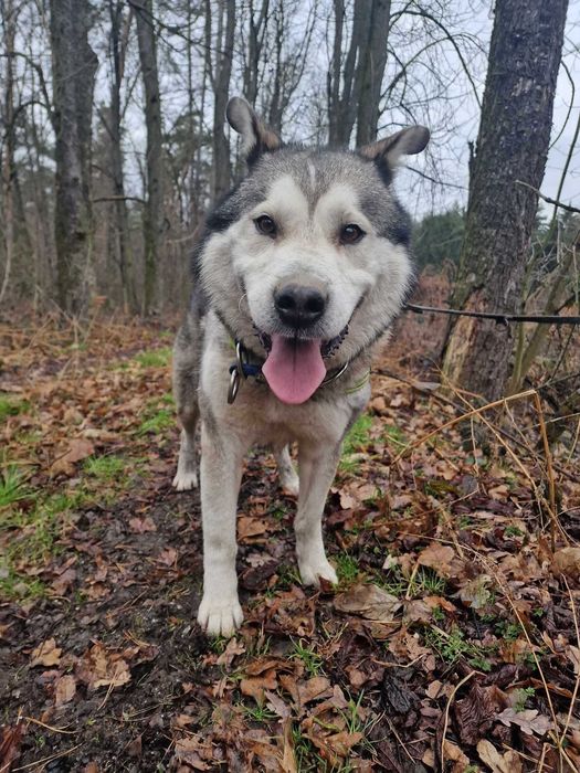 BALTO młody mix alaskan malamute adopcja
