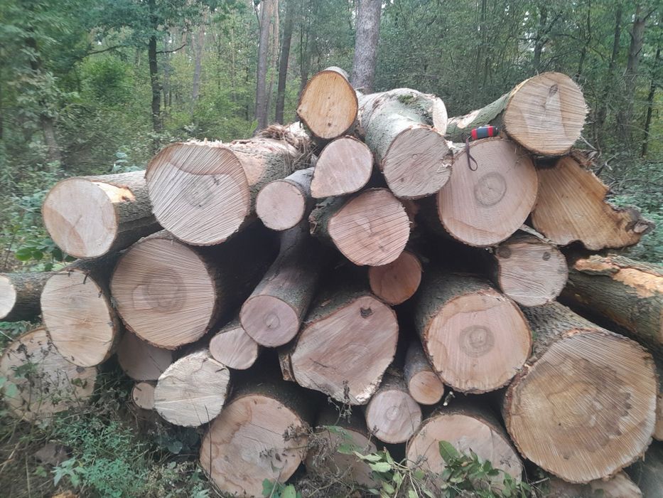 Drewno kominkowe grab  dąb brzoza sosna opał