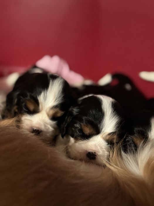 Кавалер кінг чарльз спанієль