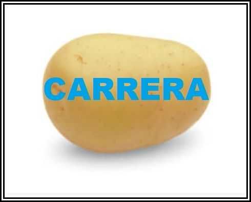 Ziemniak Sadzeniak CARRERA - Sadzeniaki Ziemniaka HZPC Sadzonki