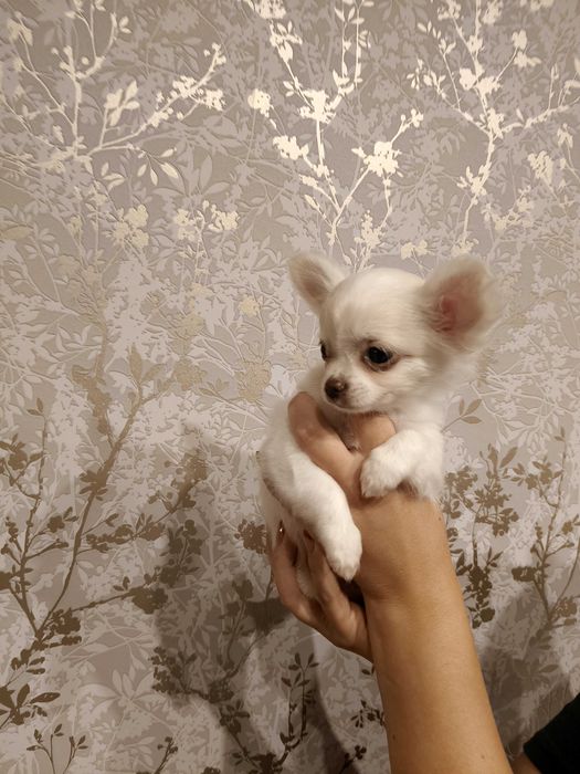 Chihuahua długowłosy chłopiec.