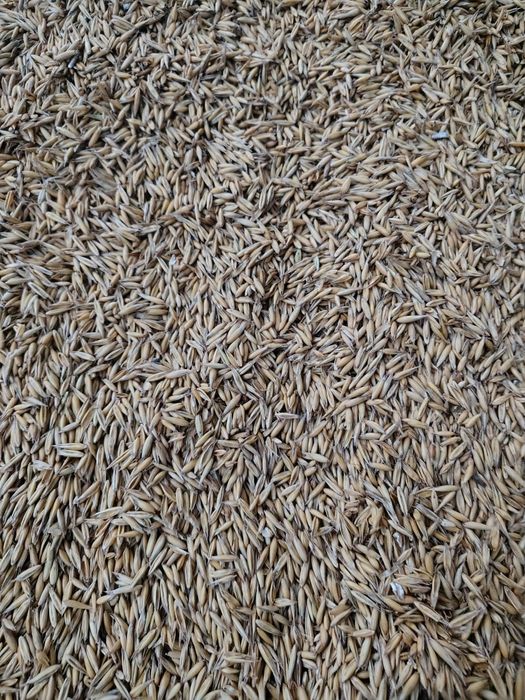 Sprzedam owies zbiór 2025