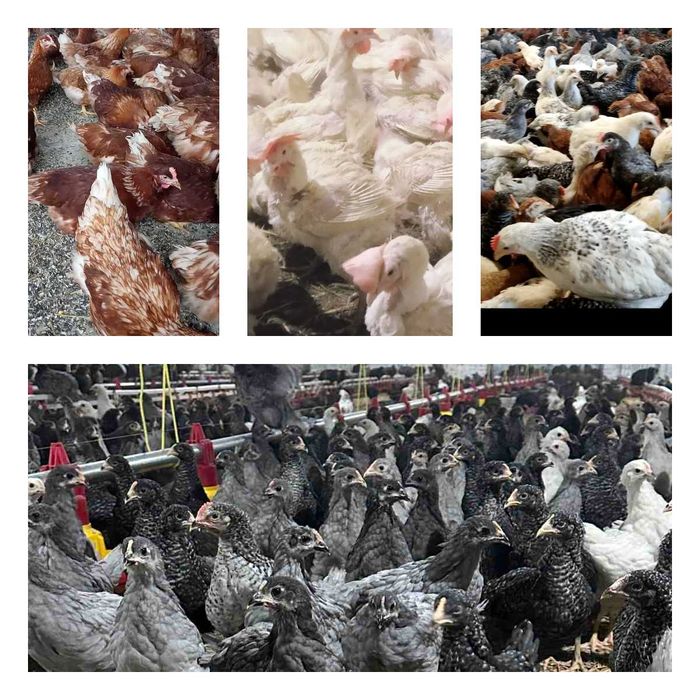 Продам кури несушки! Доставка безкоштовна. Тростянець!