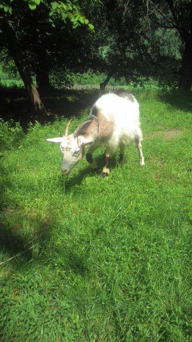 Продам дійну молоду козу!