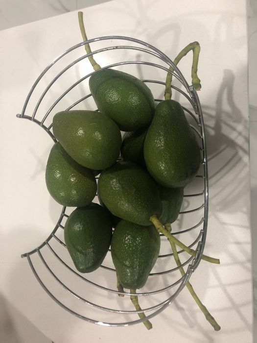 Pera abacate biologico