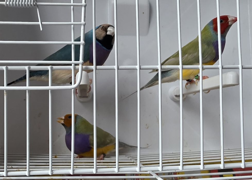 Vendo diamante gould