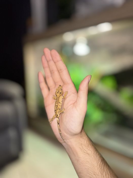 Gekony orzęsiony odmiany dalmatian samiec i samica