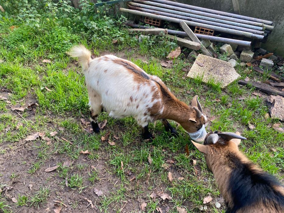Cabras anãs dóceis