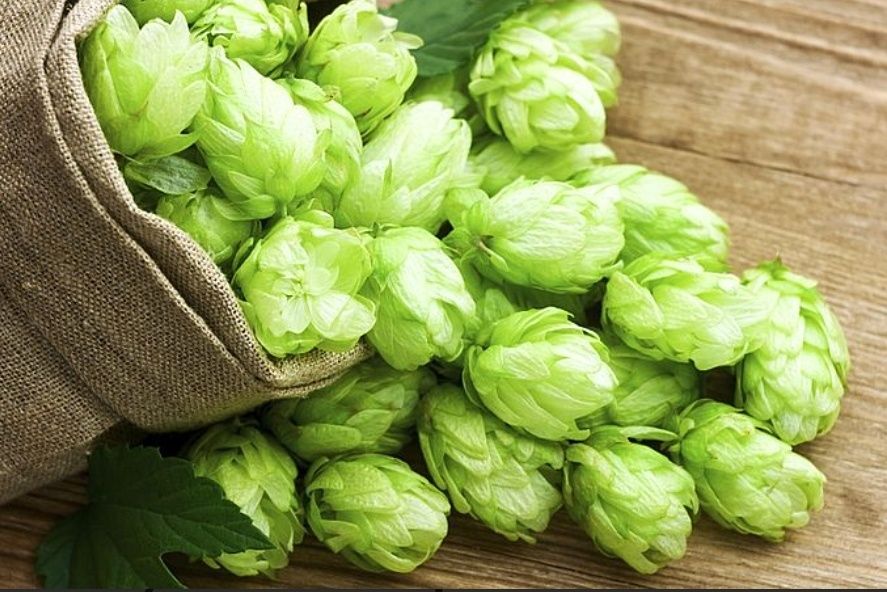 Хміль! Акція-від 0.5 кг