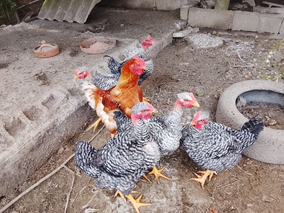 Vendo frangos caseiros