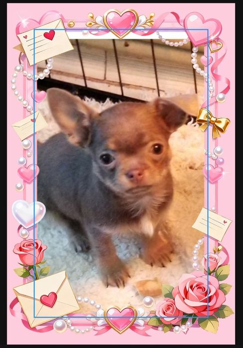 Девочка Чихуахуа