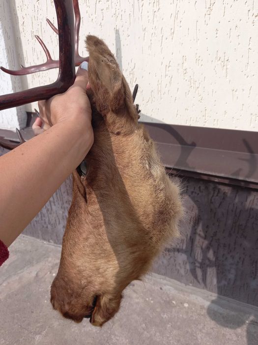 Продам шикарну голову оленя