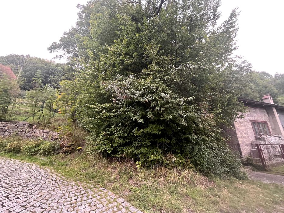 Działka leśna Maków Podhalański