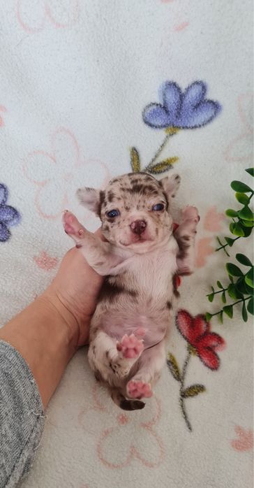 Excecional menino mini merle Chihuahua/Chiuaua de Qualidade