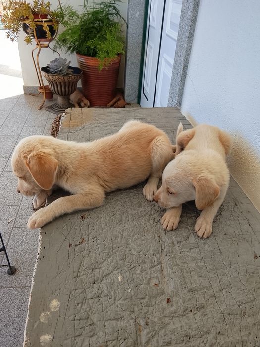 Cachorrinhos para adoção com dois meses