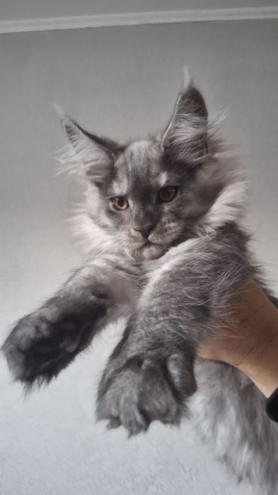 Кошенята мейн кун