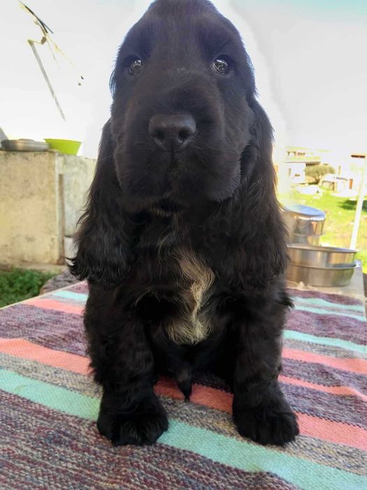 Cocker Spaniel Entrega Norte