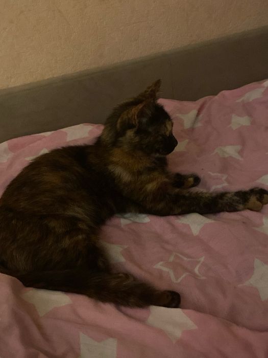 Котёнок девочка в добрые руки!
