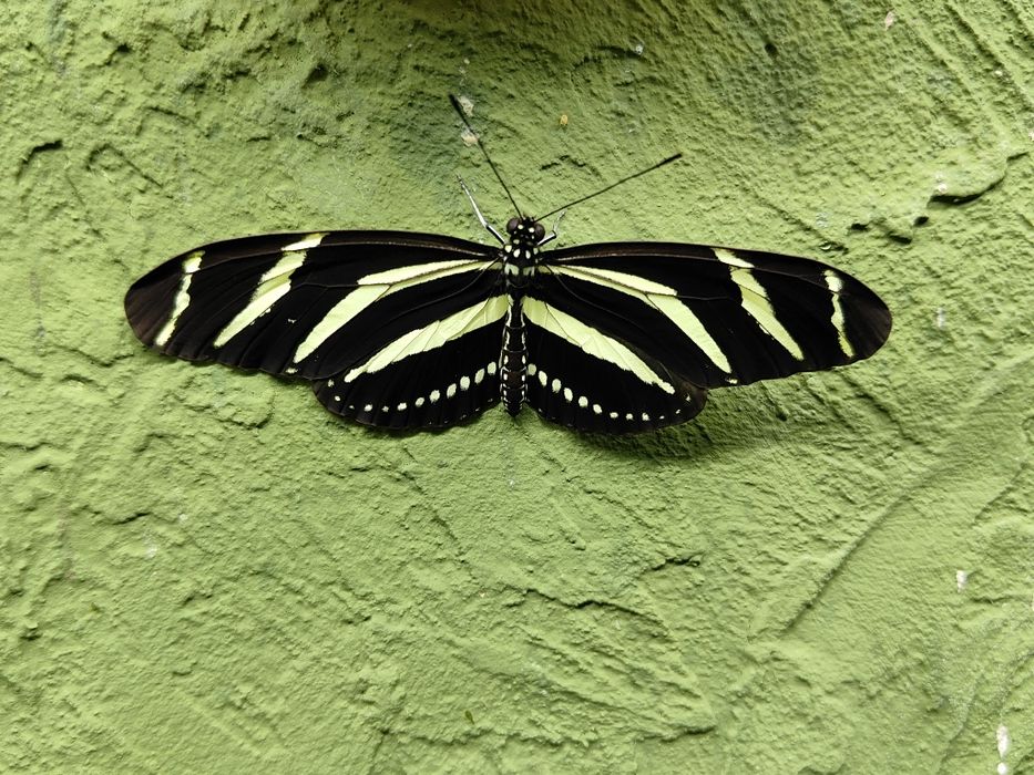 Suszone motyle do preparowania