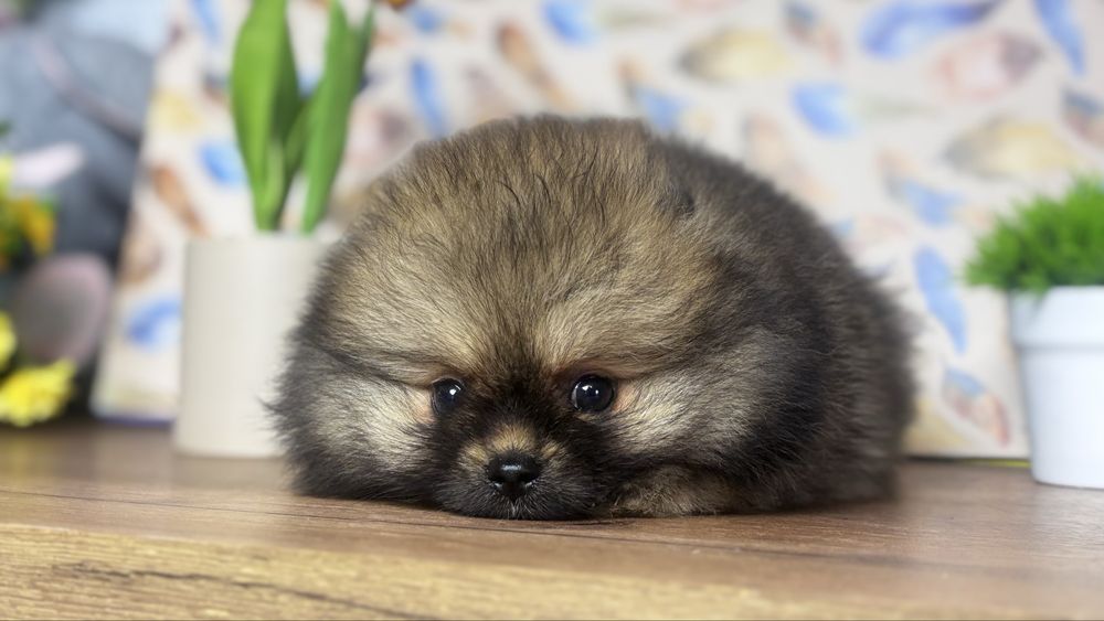 Лапуля помераночка