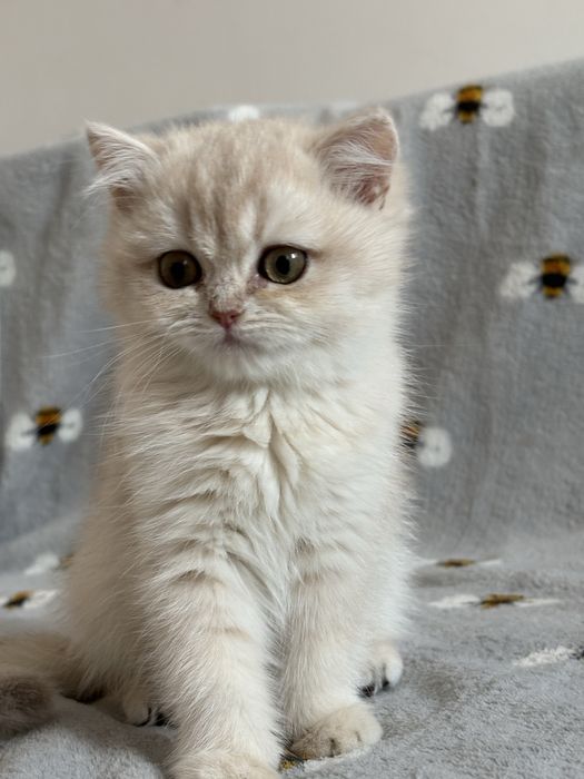 Dziewczynka brytyjska