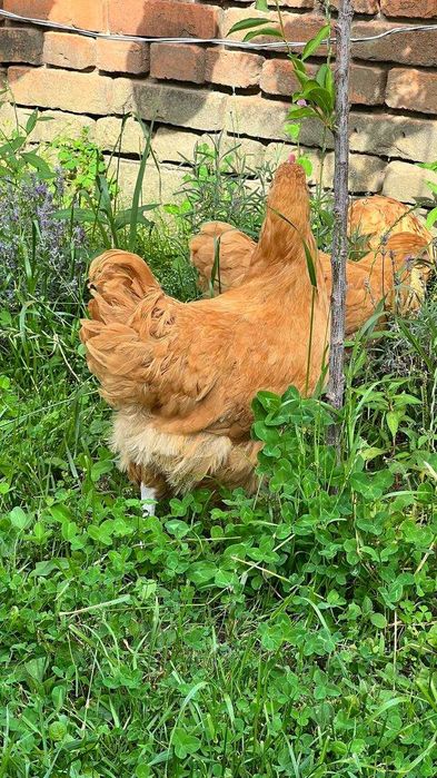 Продам молодняк Орпінтонів.