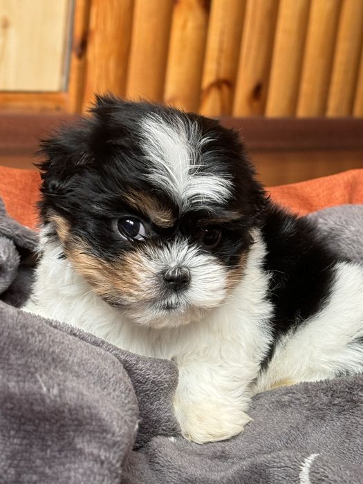 Пухнастик ши-тцу хлопчик