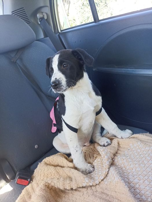 Cachorrinhos para adoção