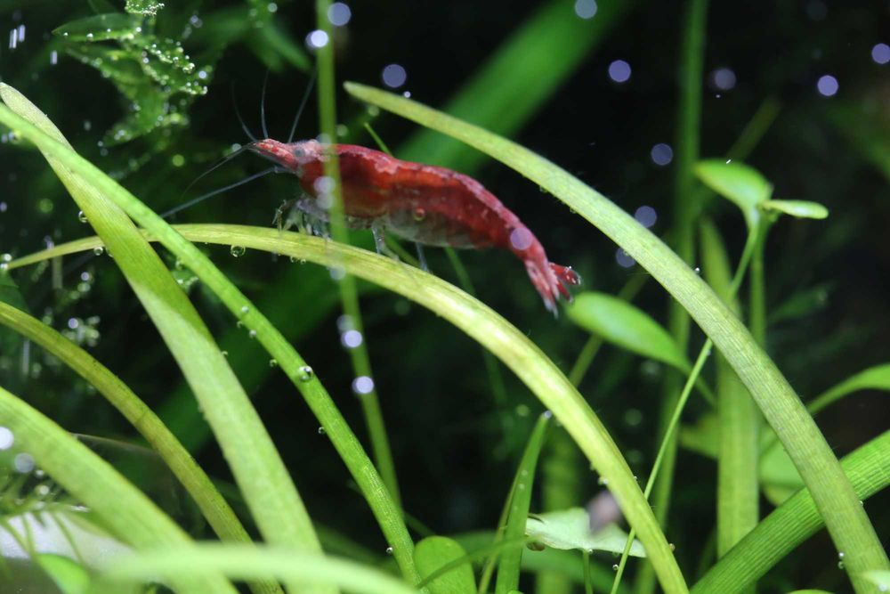 Креветки вишня аквариумная