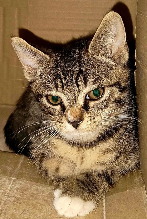 Kociaki, dwóch pręgowanych chłopców