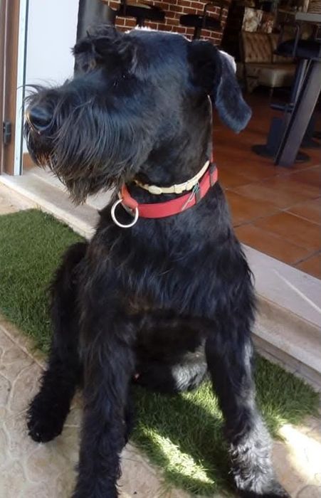 Ninhada de Schnauzer Gigante para sair em Março