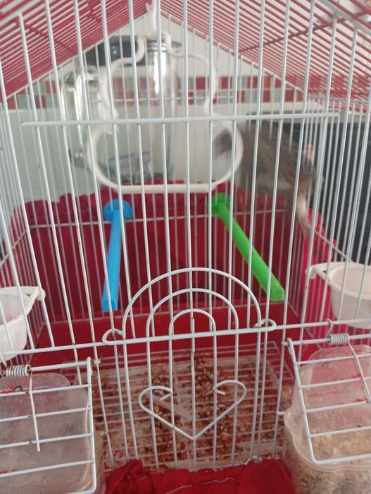 Vendo canária com gaiola