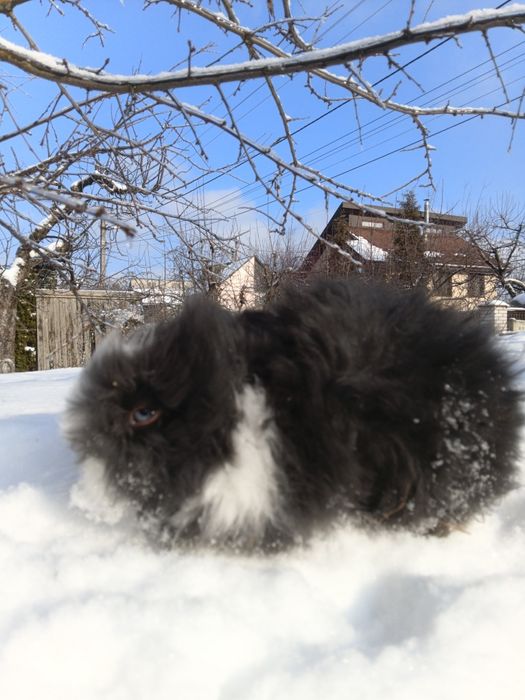 Декоративні блакитноокі кролики