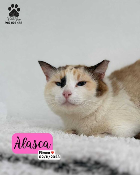 Gata para adoçao (Alasca)