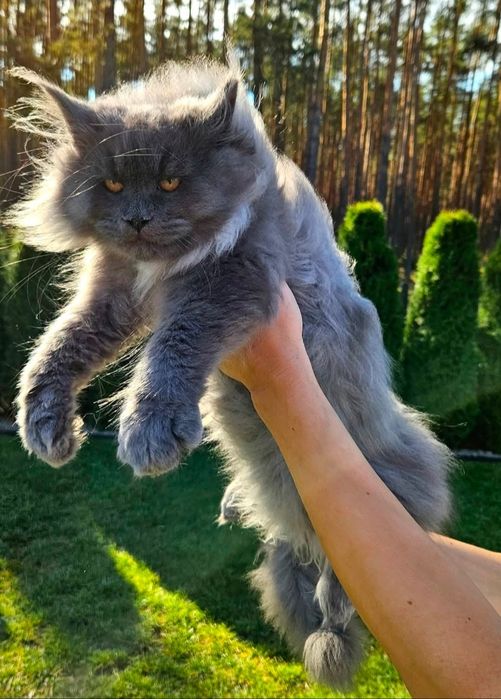 Kocurek  Maine Coon Hodowla FPL