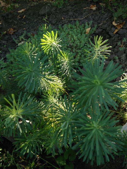 Молочай кипарисовидный, ирисы, лилии, ромашки