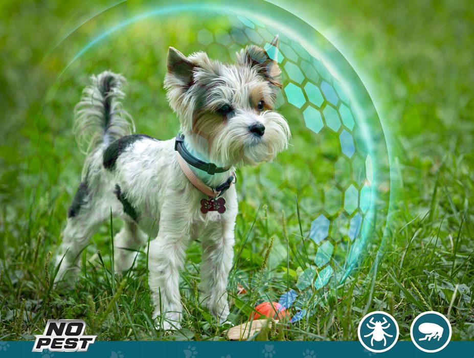 Obroża dla małych psów (35 cm) na pchły, kleszcze i pasożyty No Pest®