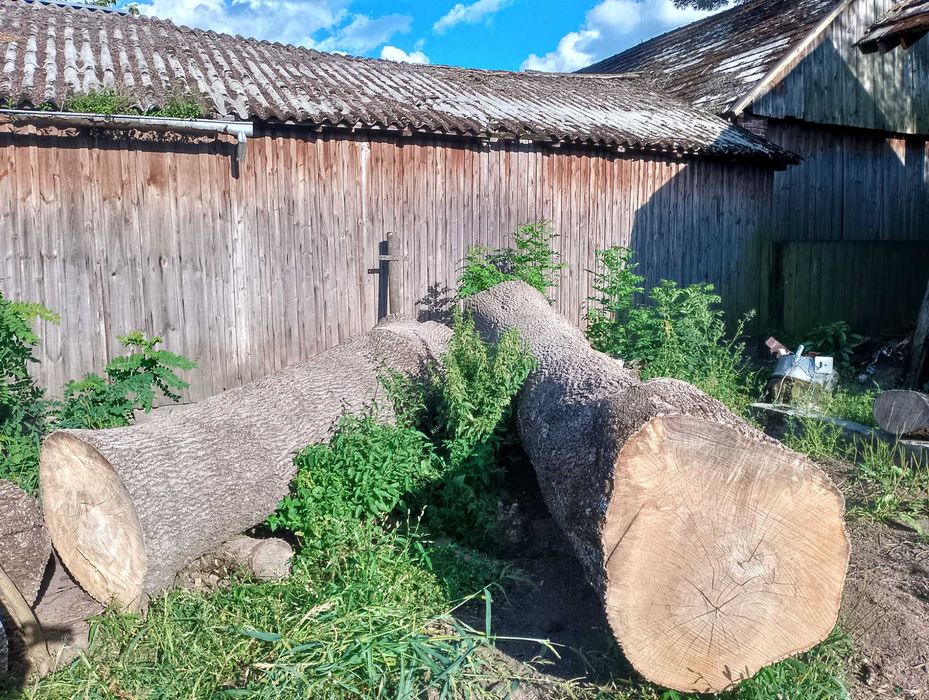 Jesion kłoda pień drewno drzewo