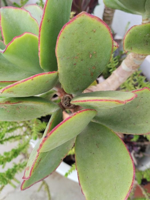 Suculentas envio CTT 1€