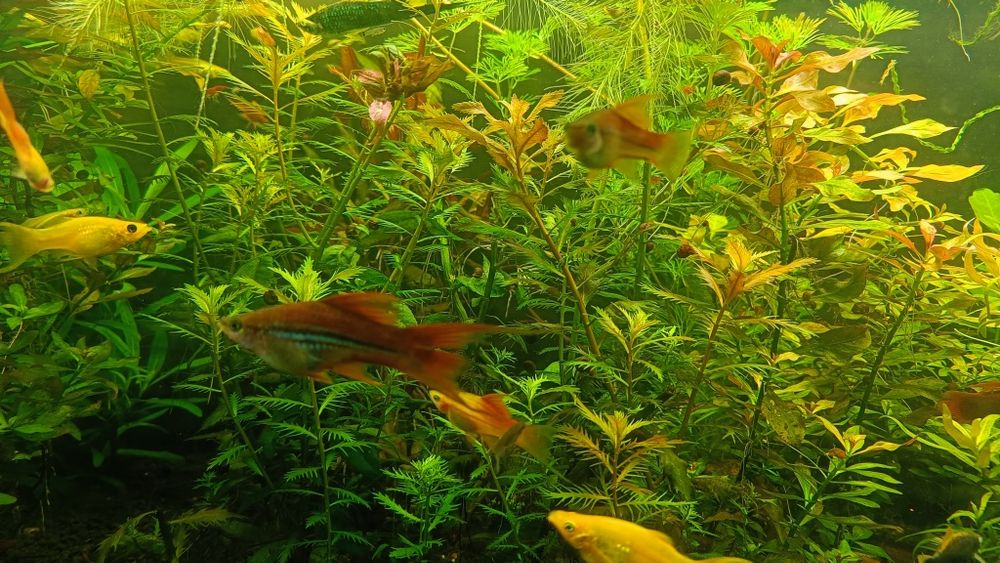 Mieczyki   różne odmiany 4-6 cm