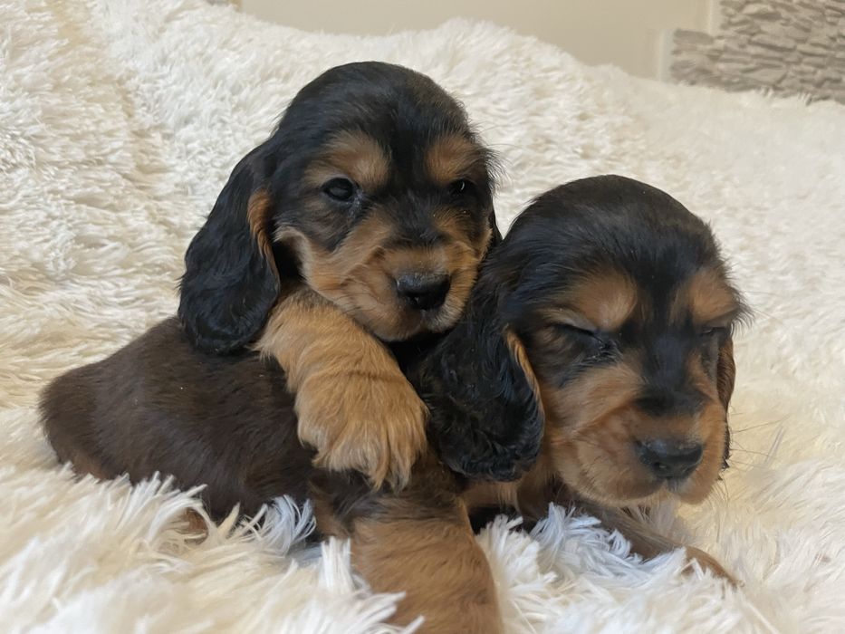 Cocker spaniel piesek