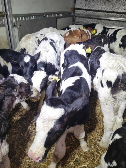 Cielaki polskie na sprzedaż