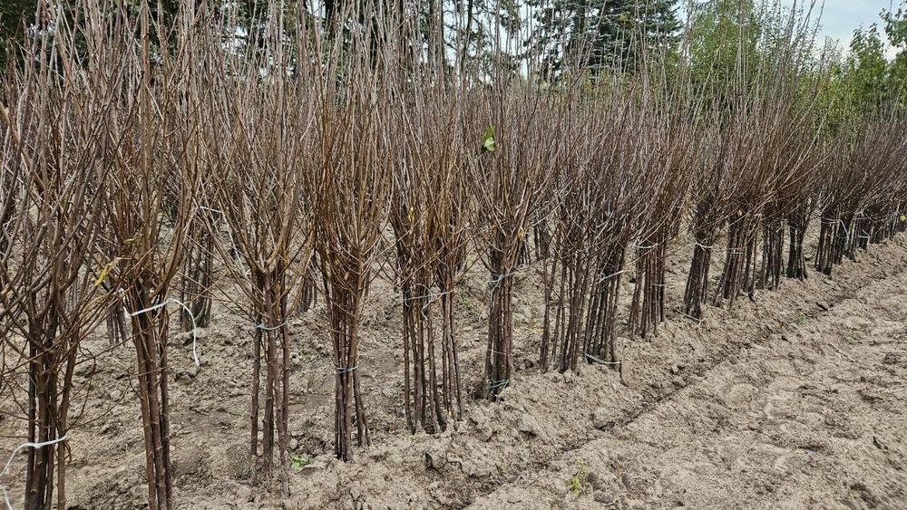 Drzewka owocowe wiśnie Łutówka dwuletnie
