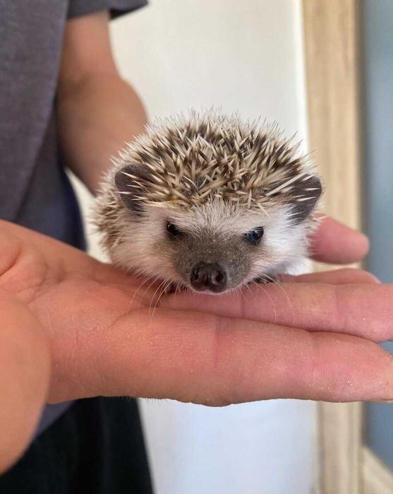 Jeż Jeżyk Pigmejski - maluszki gotowe na zmiane domu