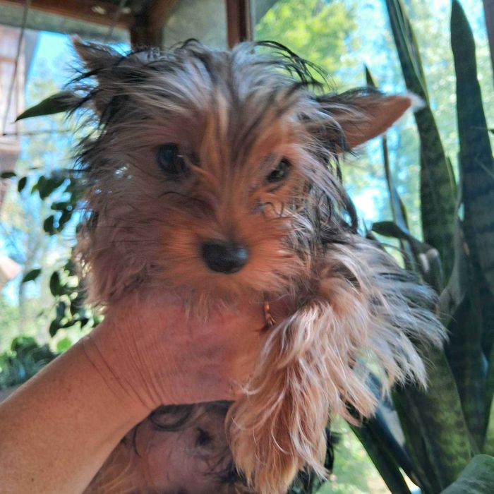 Йорки, хлопчики, малюки