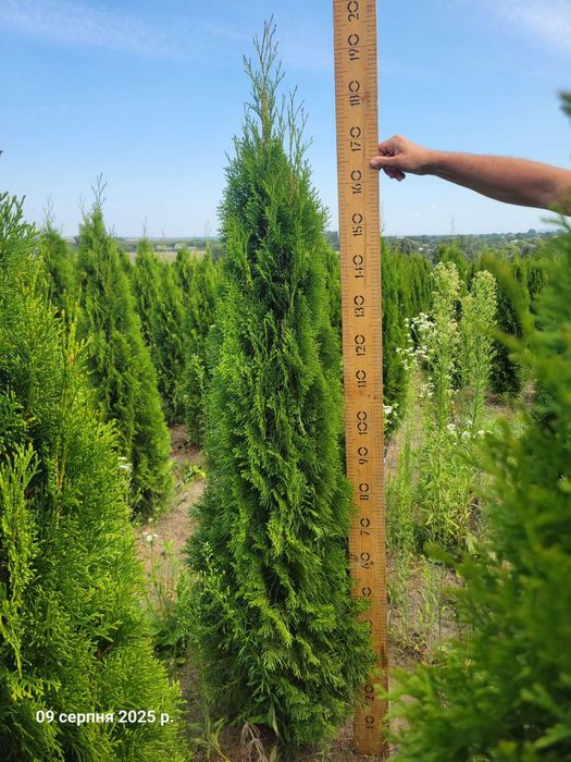 Туї Смарагд НАЙКРАЩА ЦІНА!!!